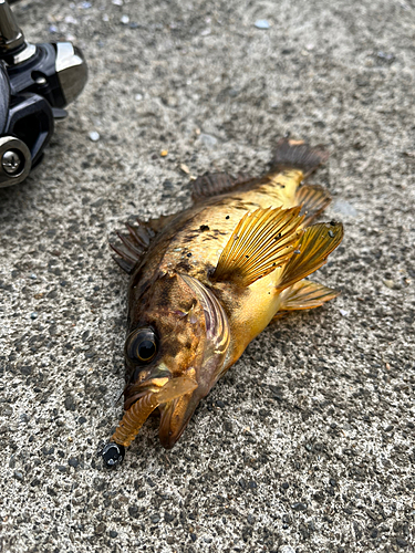 メバルの釣果