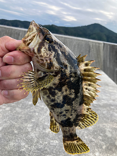 タケノコメバルの釣果