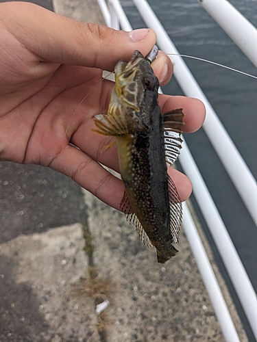 アナハゼの釣果