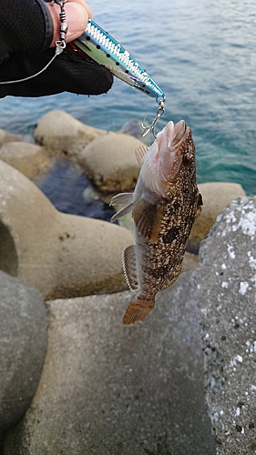 アイナメの釣果