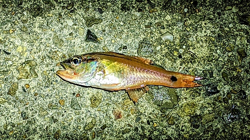 ネンブツダイの釣果