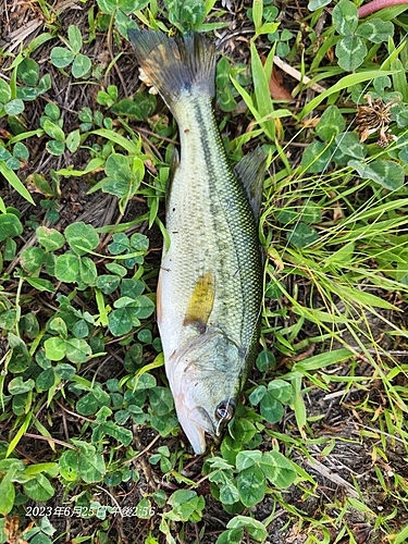 ブラックバスの釣果