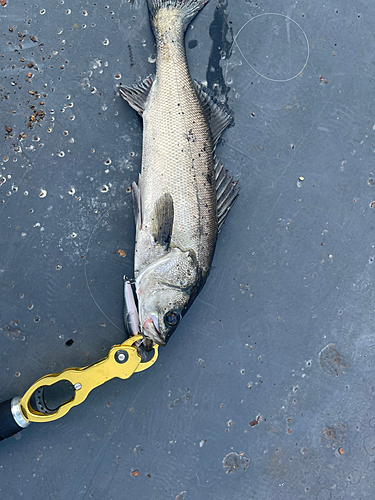 フッコ（マルスズキ）の釣果