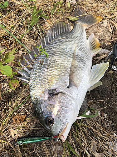 キビレの釣果