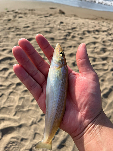 シロギスの釣果