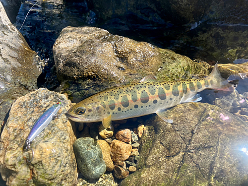 ヤマメの釣果