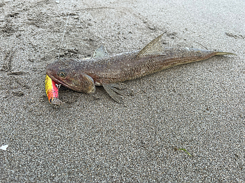 エソの釣果