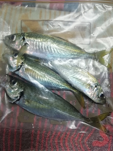 マアジの釣果