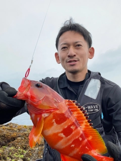 アカハタの釣果