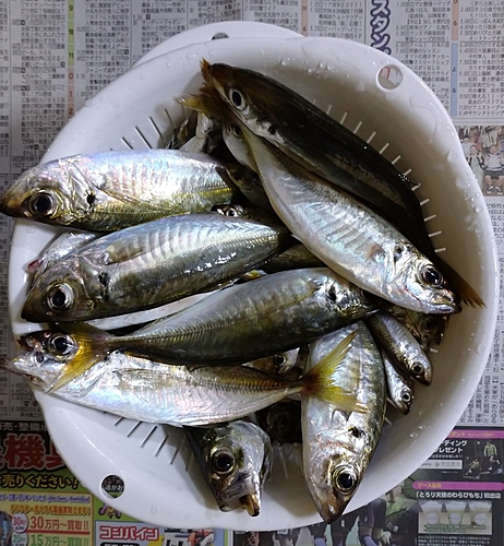 アジの釣果