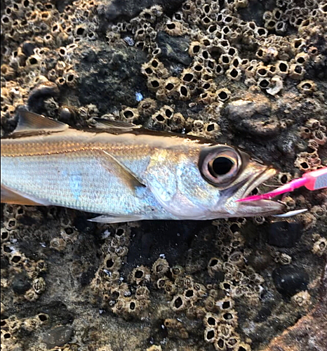 アカムツの釣果