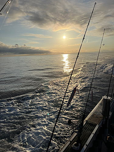 ソイの釣果