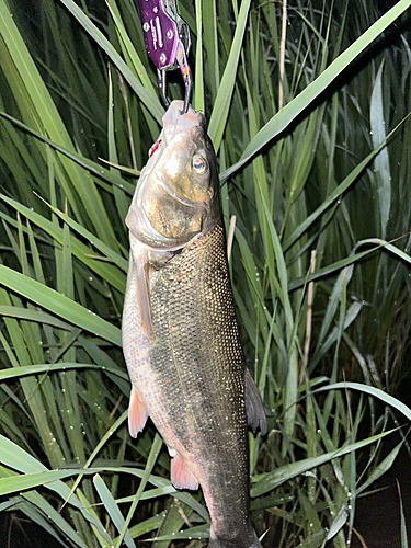 ウグイの釣果