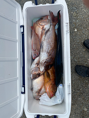 マダイの釣果