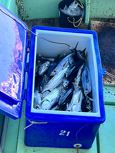 キハダマグロの釣果