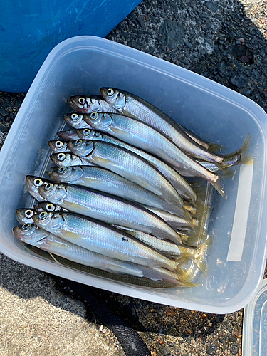 チカの釣果