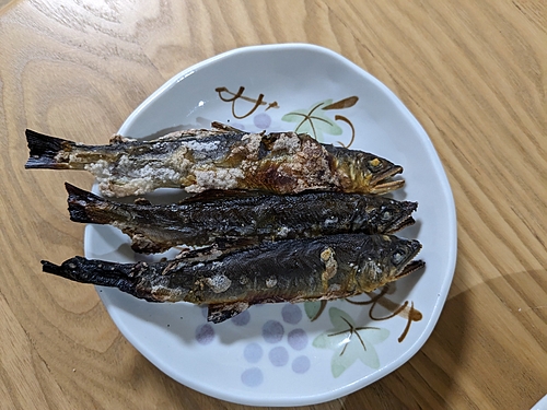 アユの釣果