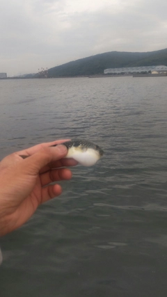 フグの釣果