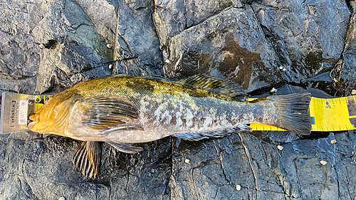 アイナメの釣果