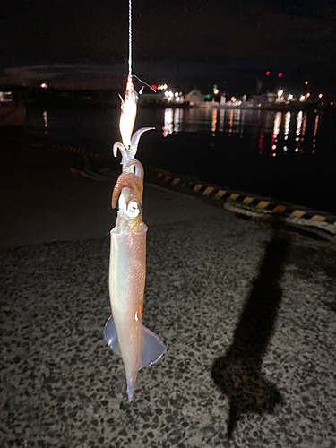 ヤリイカの釣果