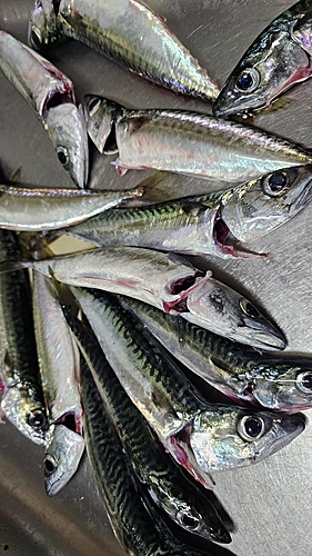 サバの釣果