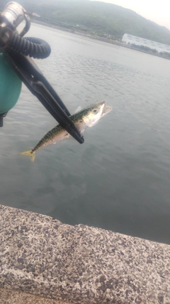 サバの釣果