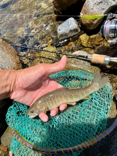 イワナの釣果