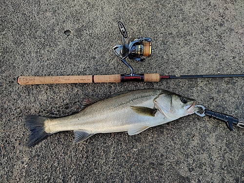 フッコ（マルスズキ）の釣果