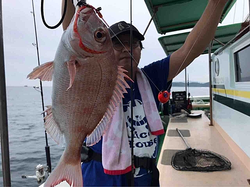 マダイの釣果