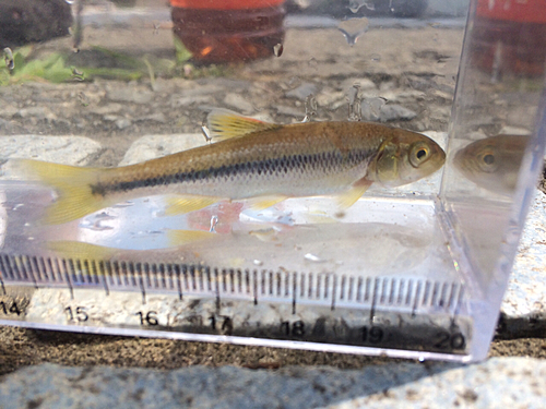 カワムツの釣果