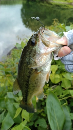 ブラックバスの釣果