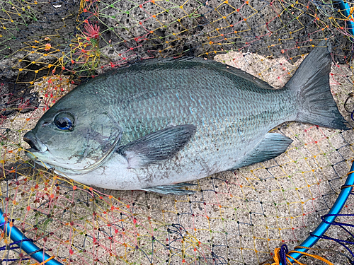 メジナの釣果