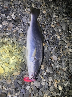 ニベの釣果