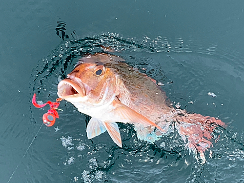 マダイの釣果