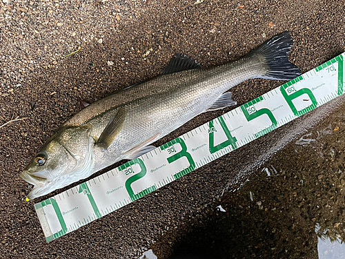 シーバスの釣果