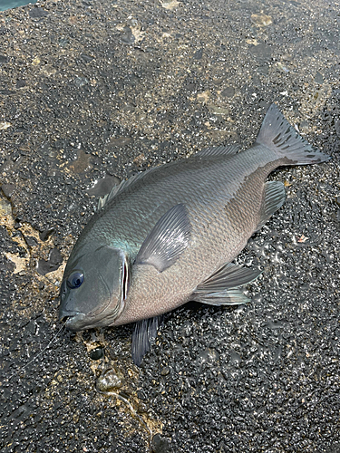 クチブトグレの釣果