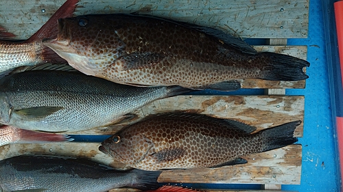 オオモンハタの釣果