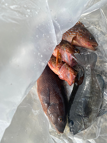 メジナの釣果