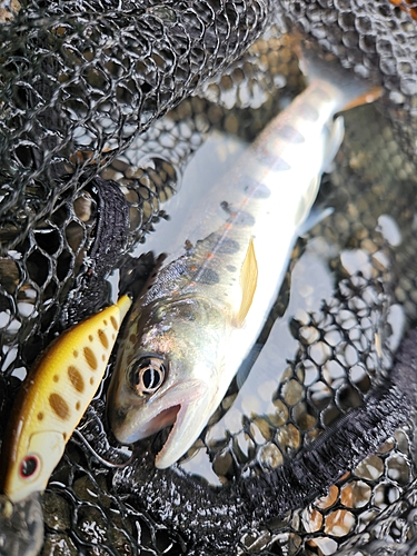 アマゴの釣果