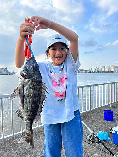 チヌの釣果