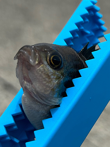 スズメダイの釣果