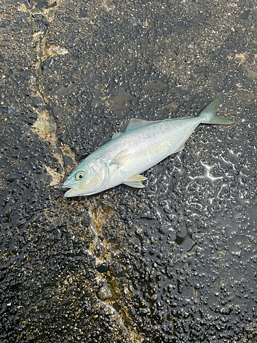 ツバスの釣果