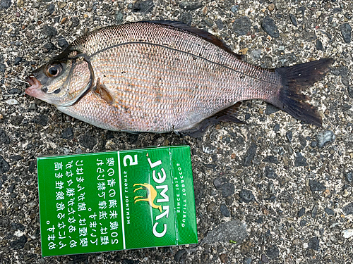 ウミタナゴの釣果