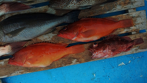 アカハタの釣果