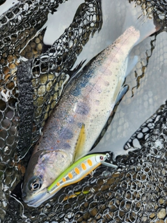 アマゴの釣果