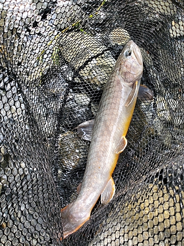 ヤマトイワナの釣果