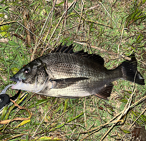 チヌの釣果