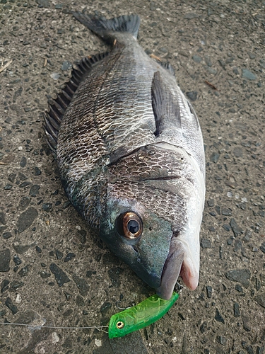 チヌの釣果