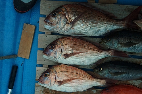 マダイの釣果