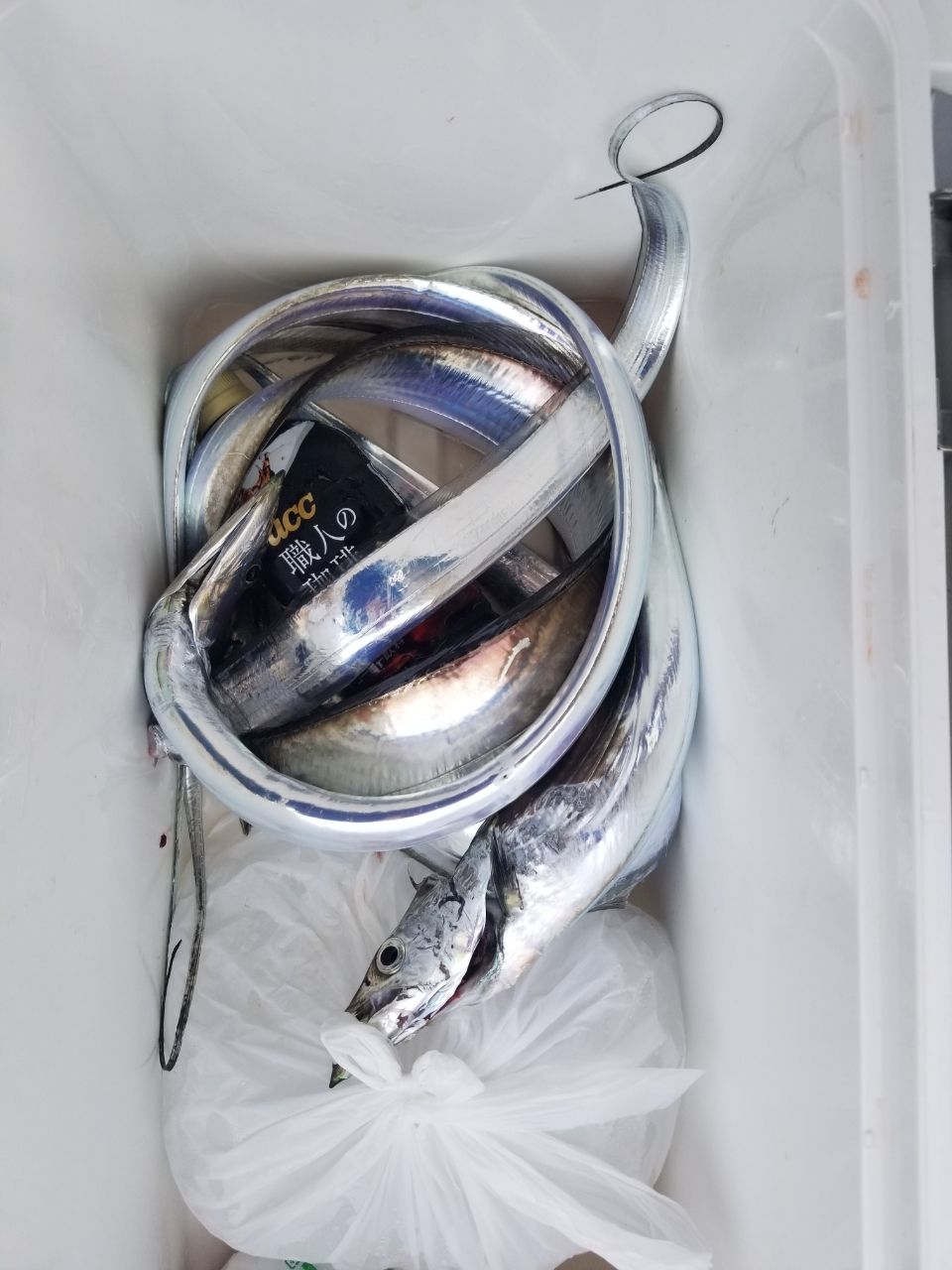 あいさんと遊ぼうさんの釣果 2枚目の画像